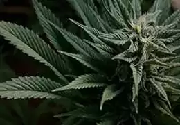Cannabis Sativa o Canapa sativa? Scopriamo insieme tutto su questa pianta.