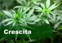 La guida sulla Crescita o Vegetativa Cannabis!
