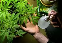 Fertilizzanti Coltivazione Marijuana. Quali e come usarli?
