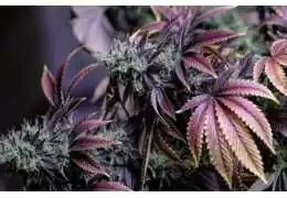 Tipi di Marijuana Tipi di Marijuana