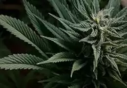 Cannabis Sativa: Origine, Composizione Chimica e Vantaggi per la Salute
