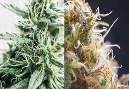 Cannabis Autofiorente e Femminizzata: Differenze, Tecniche, Consigli e Acquisto