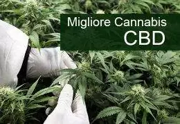 Canapa Light con CBD più alto