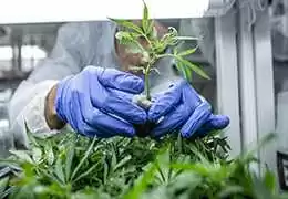 Coltivazione Cannabis: Tecniche, Fasi e Consigli Utili
