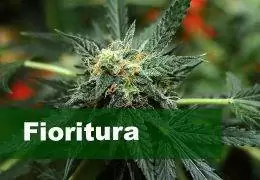 Fioritura della Cannabis: Segnali, Durata e Ottimizzazione