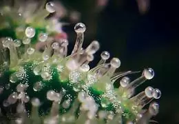 Tricomi: Cosa Sono, Perché Sono Importanti nella Cannabis