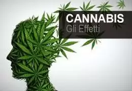 Quali sono gli effetti della cannabis su corpo e mente? Scoprili ora!