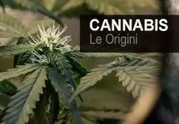 Cannabis