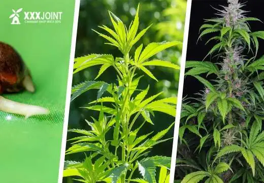 Coltivare Cannabis: le fasi principali per una coltivazione semplice