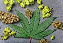 Humulene: La potente molecola dalle proprietà terapeutiche!