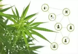 I benefici della cannabis e marijuana