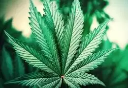 Cannabis Indica: Proprietà e Benefici della Pianta secondo la Ricerca Scientifica