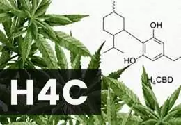 H4C? Scopri tutto su questo nuovo Cannabinoide H4Cbd H4C? Scopri tutto su questo nuovo Cannabinoide H4Cbd