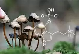 Sai che la psilocibina puoi farla a Casa? scopri tutto su questa droga!