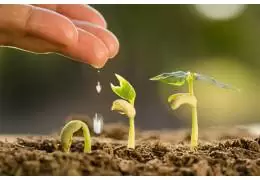 Quale è il periodo migliore per seminare Cannabis?
