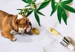 Il CBD sugli Animali: Scopri i benefici ed effetti!