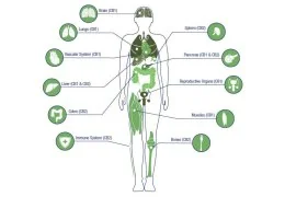 Gli Endocannabinoidi: Il Linguaggio Segreto del Nostro Corpo