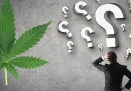 Coltivazione Cannabis Legale in Italia: Tutte le Informazioni Necessarie
