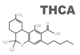 THCA: Precursore biosintetico del THC