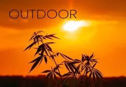 Coltivazione outdoor: Come Coltivare Cannabis o marijuana all' esterno?