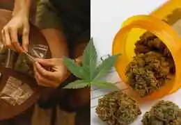 Cannabis Terapeutica e Ricreativa: Benefici, Rischi, Normativa Italia