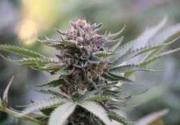 Infiorescenze di Cannabis Light: guida definitiva 2025 fra curiosità, trend e consigli