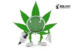 Scopri le 10 migliori varietà di cannabis legale del 2024