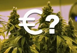 Quanto costa la Cannabis Legale? Scopri i prezzi in Italia e nel Mondo