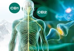 Recettori Cannabinoidi C1 e C2 cosa sono e a cosa servono?