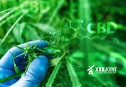 CBD: Il TAR del Lazio Sospende Nuovamente il DM Salute