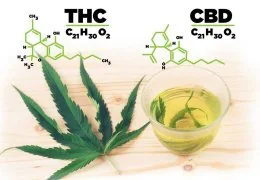 Le Differenze Tra CBD e THC: Approfondimento Completo