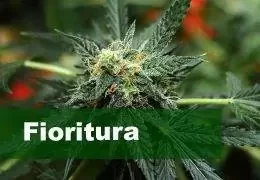 Fioritura della Cannabis: Segnali, Durata e Ottimizzazione
