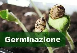 Germinazione della Marijuana: Tecniche e Fattori di Successo