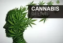 Quali sono gli effetti della cannabis su corpo e mente? Scoprili ora!