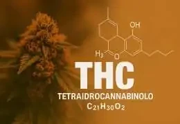 THC: il cannabinoide più famoso – effetti, benefici e leggi