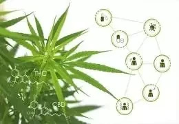 I benefici della cannabis e marijuana