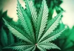 Cannabis Indica: Proprietà e Benefici della Pianta secondo la Ricerca Scientifica