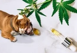 Il CBD sugli Animali: Scopri i benefici ed effetti!