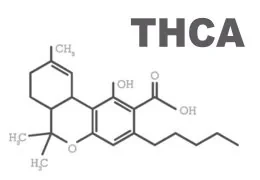 THCA: Precursore biosintetico del THC
