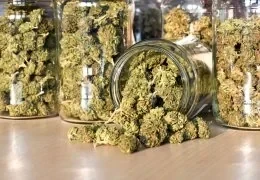 Cannabis Light Italia: Rivoluzione Tra Leggi, Mercato in Crescita e Decreti
