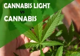 Differenze Tra la Cannabis e la Cannabis Light: Un Approfondimento Completo