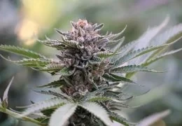 Infiorescenze di Cannabis Light: guida definitiva 2025 fra curiosità, trend e consigli
