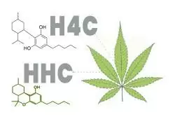 H4C vs HHC: Due Cannabinoidi quasi identici ma uno è illegale!