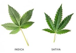 Cannabis Sativa vs. Cannabis Indica: Differenze Essenziali