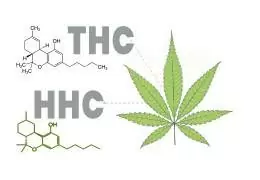 Differenza HHC vs THC? Scopri tutto su questi Stupefacenti Cannabinoidi!