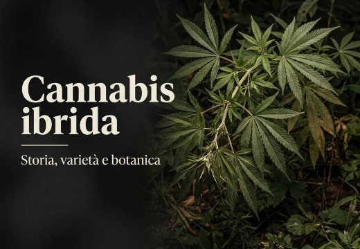 Cannabis ibrida: storia, origini, varietà e aspetti botanici in prospettiva