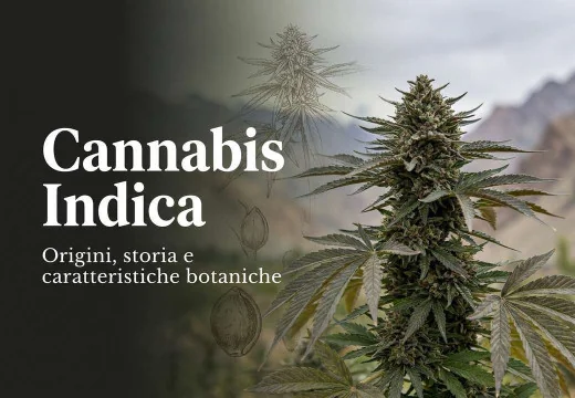 Cannabis Indica: storia, botanica e differenze rispetto alle altre varietà