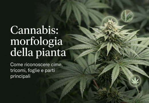 Cannabis: origini, storia e usi, tipi e cosa la distingue davvero dalla marijuana