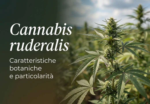 Cannabis ruderalis: origini, tipi e usi della pianta autofiorente