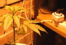 Vui coltivare Cannabis e marijuana in casa? Scopri tutti i segreti